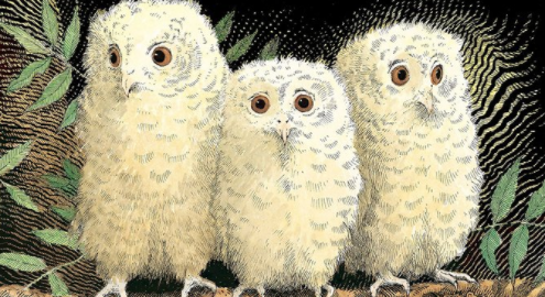 Owl Babies Story Time